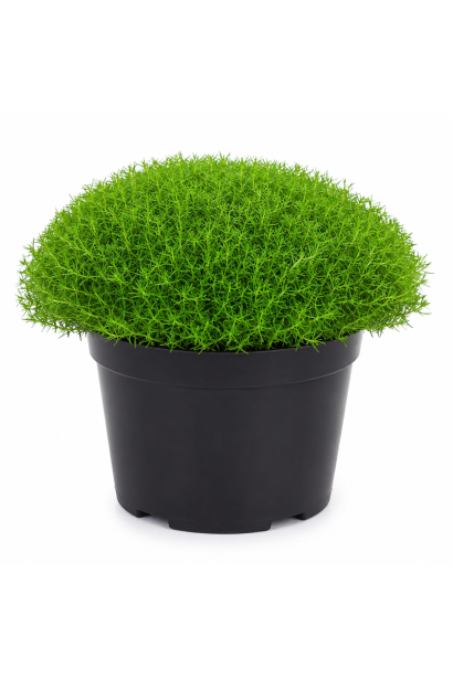 Sagina subulata `Green Moss`